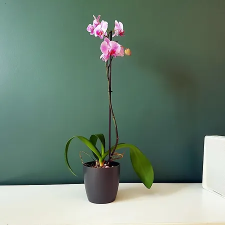 Studio Teodora Apartman Konstanca